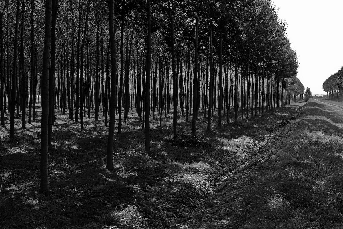 Italy trees 2009 004
