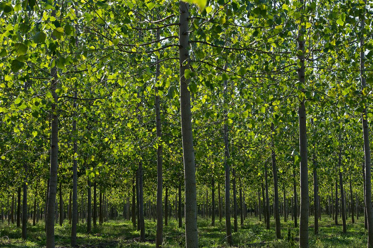 Italy trees 2012 24