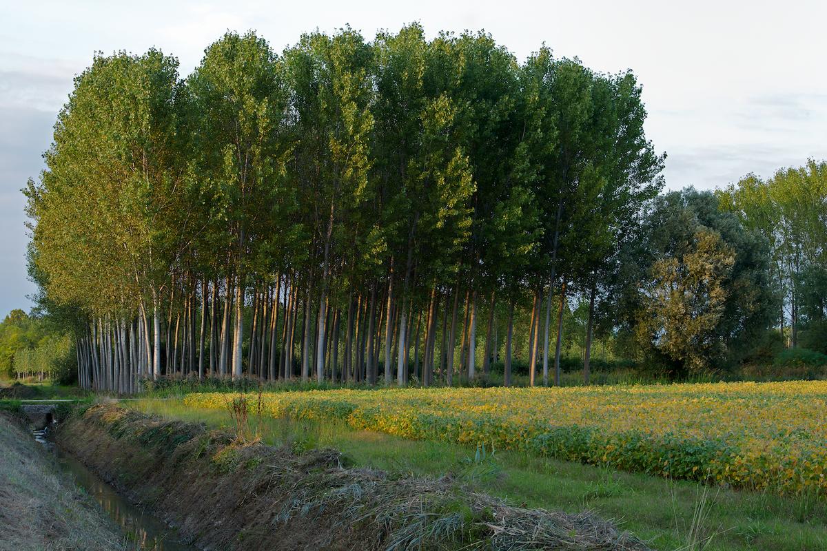 Italy trees 2012 45